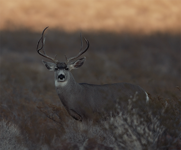 venatura-deer.webp
