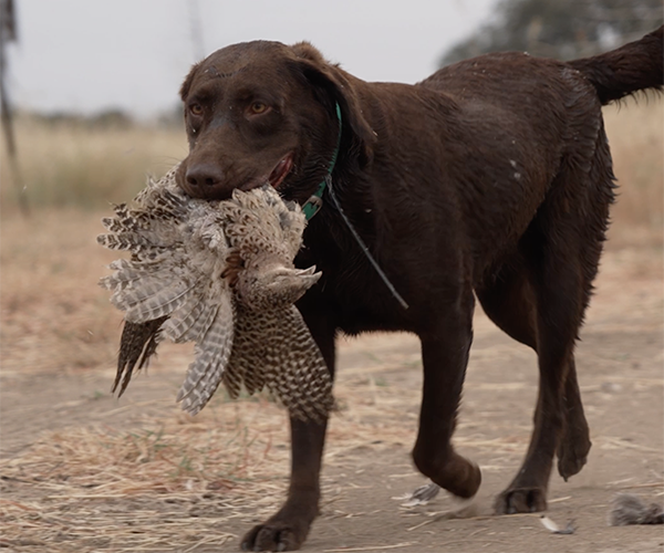 venatura-dog-bird.webp